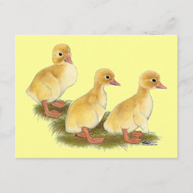 Postal Patitos amarillos (Anverso)