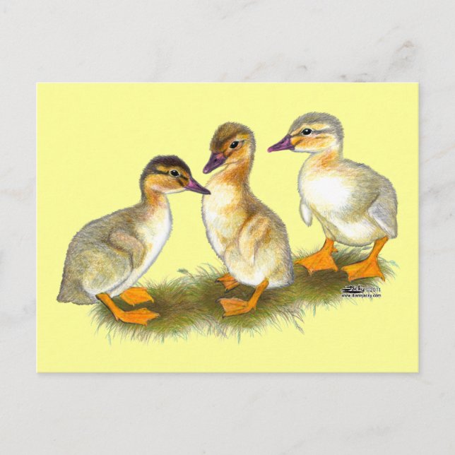 Postal Patitos: Buff Orpingtons (Anverso)