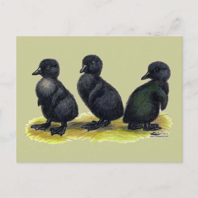 Postal Patitos de Cayuga Negra (Anverso)