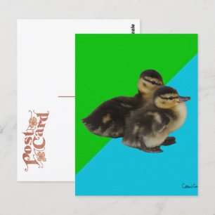 Postal Patitos en hierba verde y cielo azul