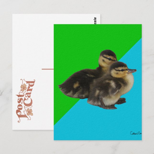 Postal Patitos en hierba verde y cielo azul (Anverso / Reverso)