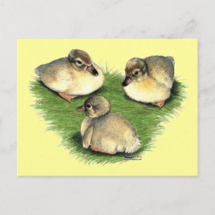 Postal Patitos Harlequin Galeses