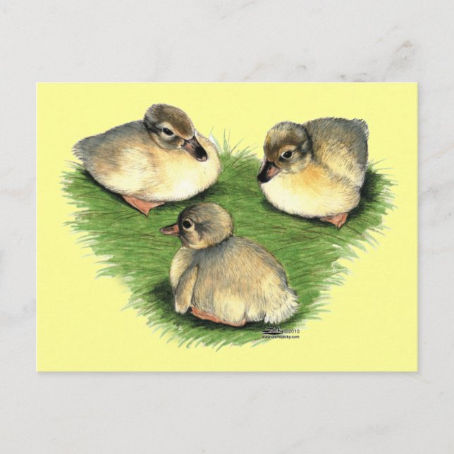 Postal Patitos Harlequin Galeses (Anverso)