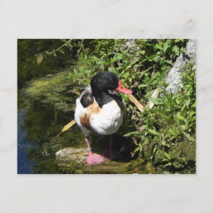 Postal Pato