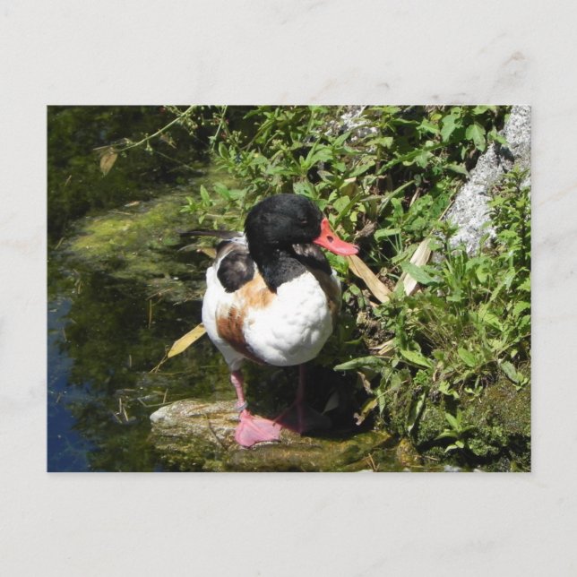 Postal Pato (Anverso)