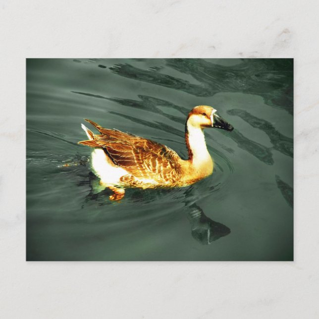 Postal Pato (Anverso)