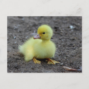 Postal Pato Amarillo Suave y Esponjoso