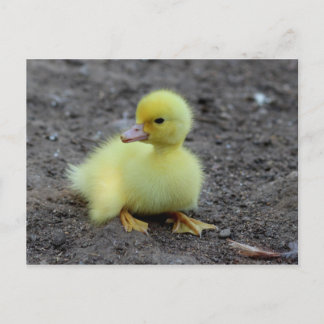 Postal Pato Amarillo Suave y Esponjoso