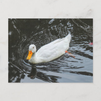 Postal Pato blanco. Lago Roath Park, Cardiff, Gales.