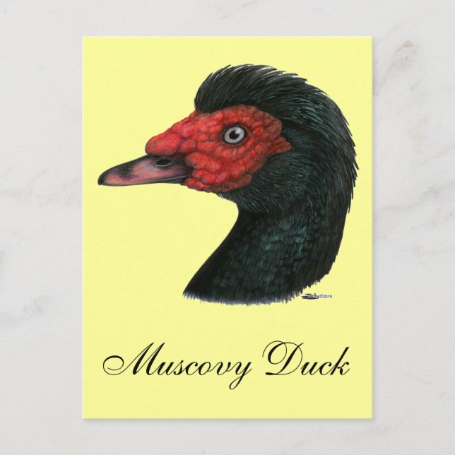 Postal Pato: Cabeza Muscovy (Anverso)