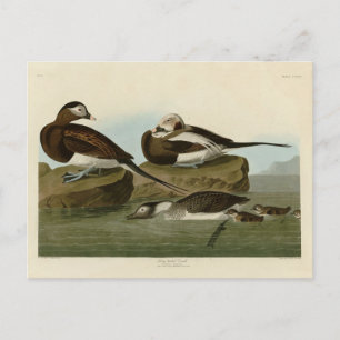 Postal Pato de cola larga - de los pájaros de América de