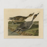 Pato de cola negra - de los pájaros estadounidense