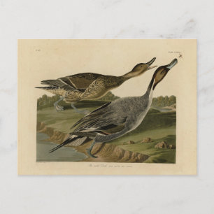 Postal Pato de cola negra - de los pájaros estadounidense