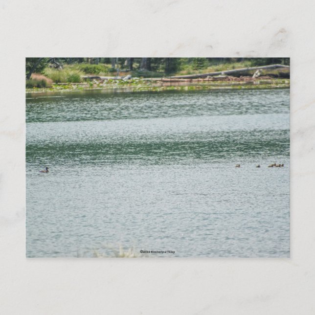 Postal Pato de cuello anaranjado (Anverso)