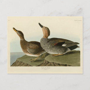 Postal Pato de Gadwall - Los pájaros de América de John A