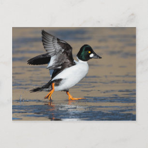 Postal Pato de macho Goldeneye aleteado en hielo