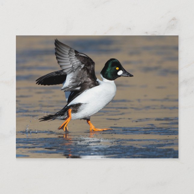 Postal Pato de macho Goldeneye aleteado en hielo (Anverso)
