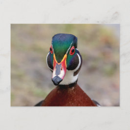 Postal Pato de madera