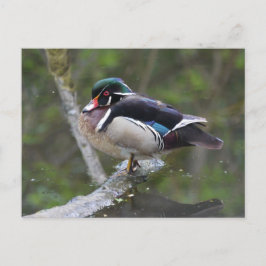 Postal Pato de madera