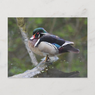 Postal Pato de madera