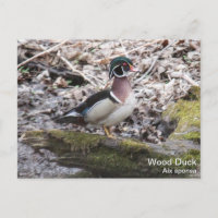 Pato de madera
