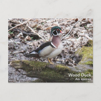 Postal Pato de madera