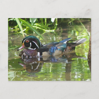 Postal pato de madera