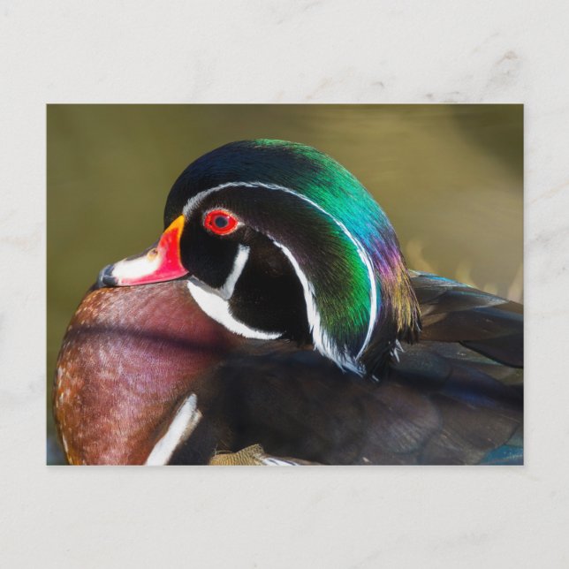 Postal Pato de madera (Anverso)