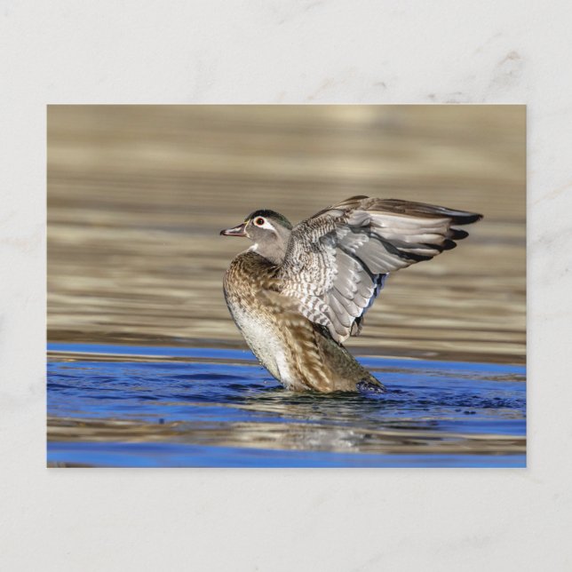 Postal Pato de madera aleteando sus alas (Anverso)