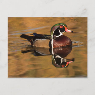 Postal Pato de madera en el lago Dorado