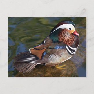 Postal Pato de mandarín