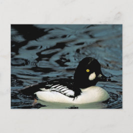 Postal Pato de ojos dorados