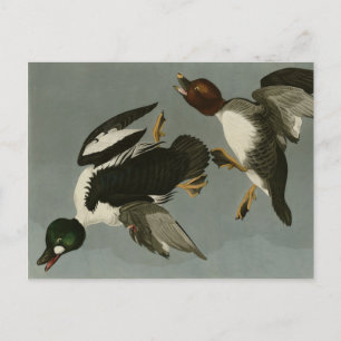 Postal Pato de ojos dorados - de los pájaros de América d