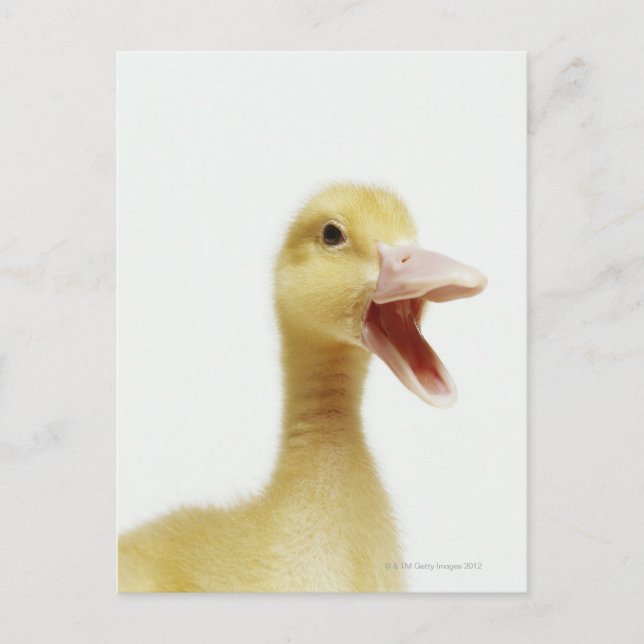 Postal Pato de pato de Pekin, tiro en la cabeza (Anverso)
