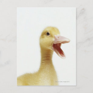 Postal Pato de pato de Pekin, tiro en la cabeza