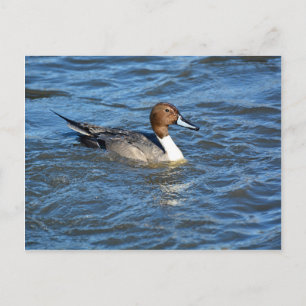 Postal Pato de pintail del norte