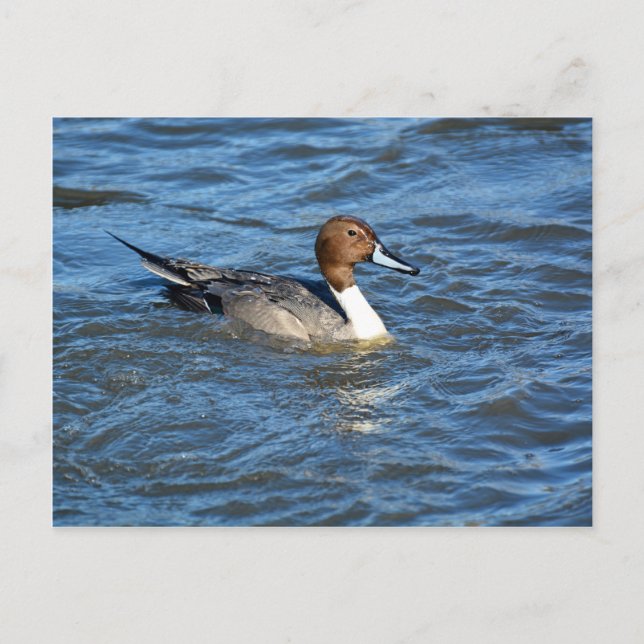 Postal Pato de pintail del norte (Anverso)