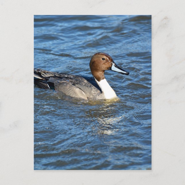 Postal Pato de pintail del norte (Anverso)