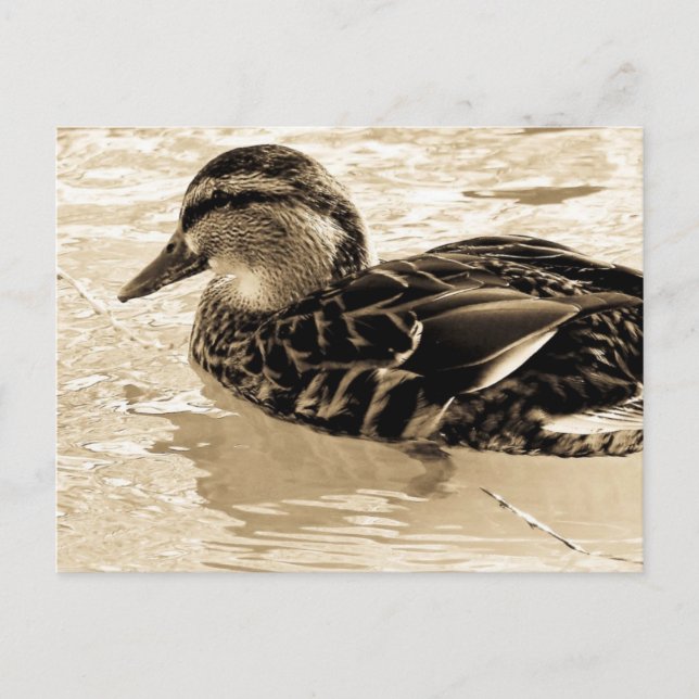 Postal Pato en Sepia (Anverso)
