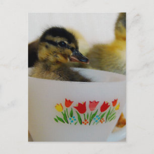Postal Pato en una taza de té 2