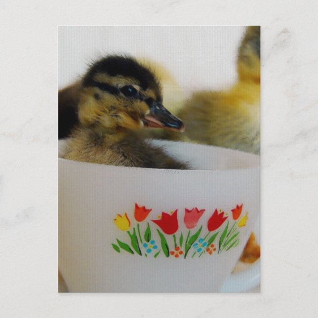 Postal Pato en una taza de té 2 (Anverso)