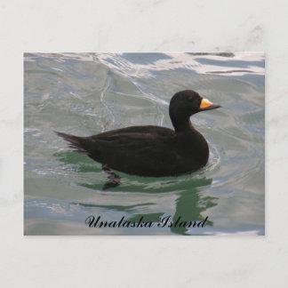 Postal Pato escocés negro, isla Unalaska
