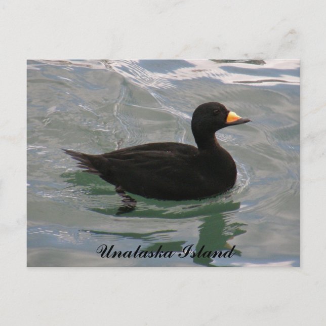 Postal Pato escocés negro, isla Unalaska (Anverso)