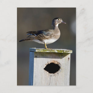 Postal Pato joya hembra en caja nido en humedal
