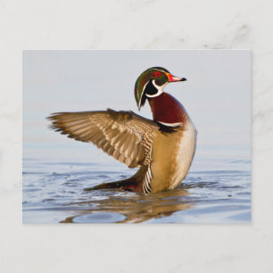 Postal Pato joya macho aleteando en humedal