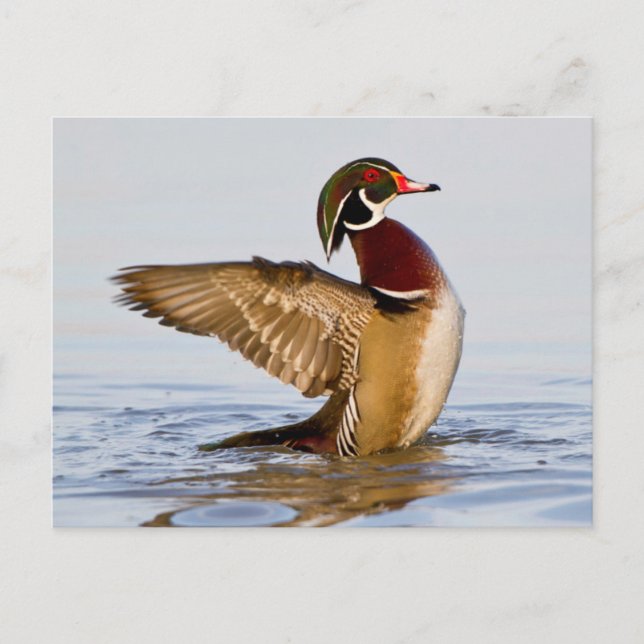 Postal Pato joya macho aleteando en humedal (Anverso)