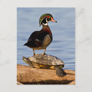 Postal Pato joya macho de pie sobre una tortuga de orejas