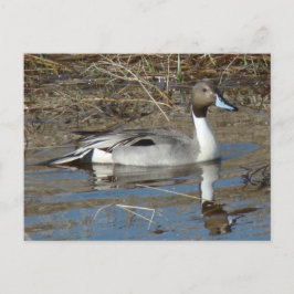 Postal Pato Macho de Rabo Largo B5