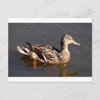 Postal Pato Mallard