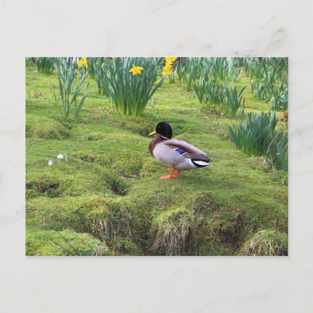 Postal Pato mallard a orillas de un río (Anverso)